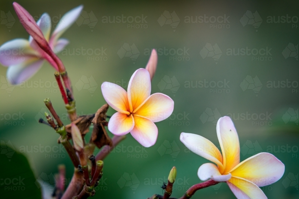 Pink, yellow and white frangipani  flower - Australian Stock Image