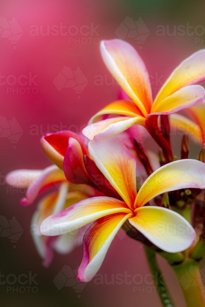 Pink, yellow, and white frangipani flower clusters close-up. - Australian Stock Image