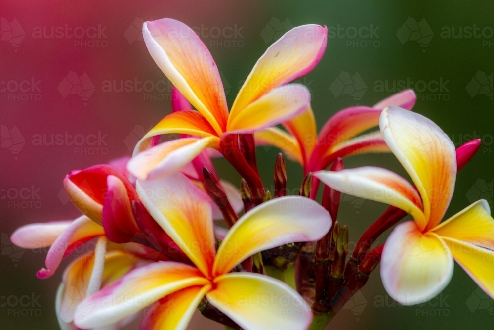Pink, yellow, and white frangipani flowers close-up with soft background. - Australian Stock Image
