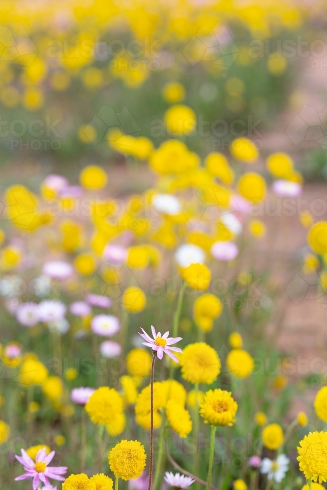 Pink, yellow, and white wildflowers - Australian Stock Image