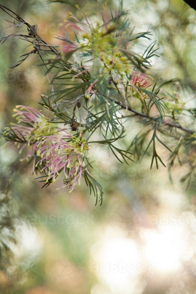 Pink, yellow, green, grevillea flowers on a shrub - Australian Stock Image