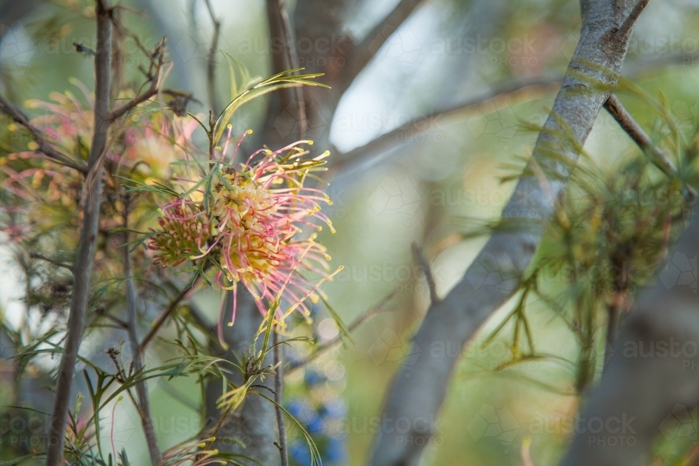 Pink, yellow, green, grevillea flowers on a shrub - Australian Stock Image