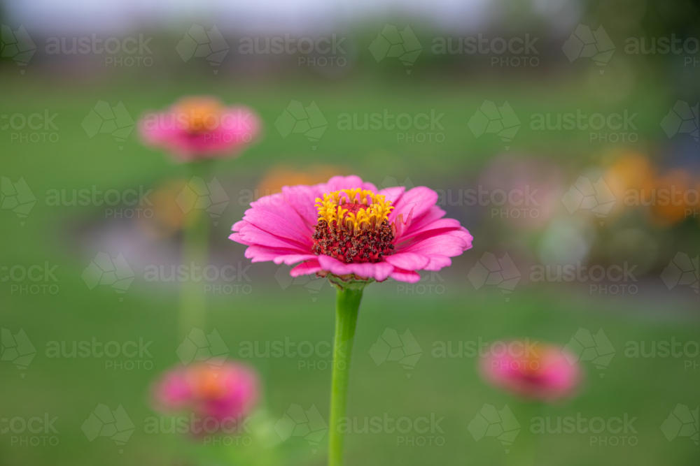 Pink Zinnia flowers in a green field - Australian Stock Image