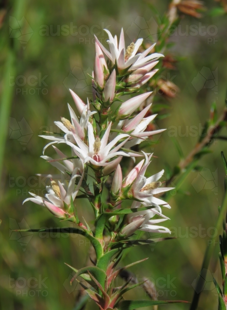 Pinky -white sprayf wild Sprengelia flowers in the sun - Australian Stock Image