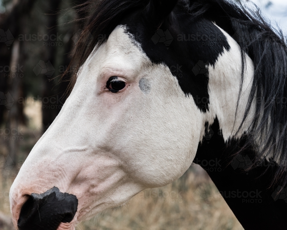 pinto horse profile close up - Australian Stock Image