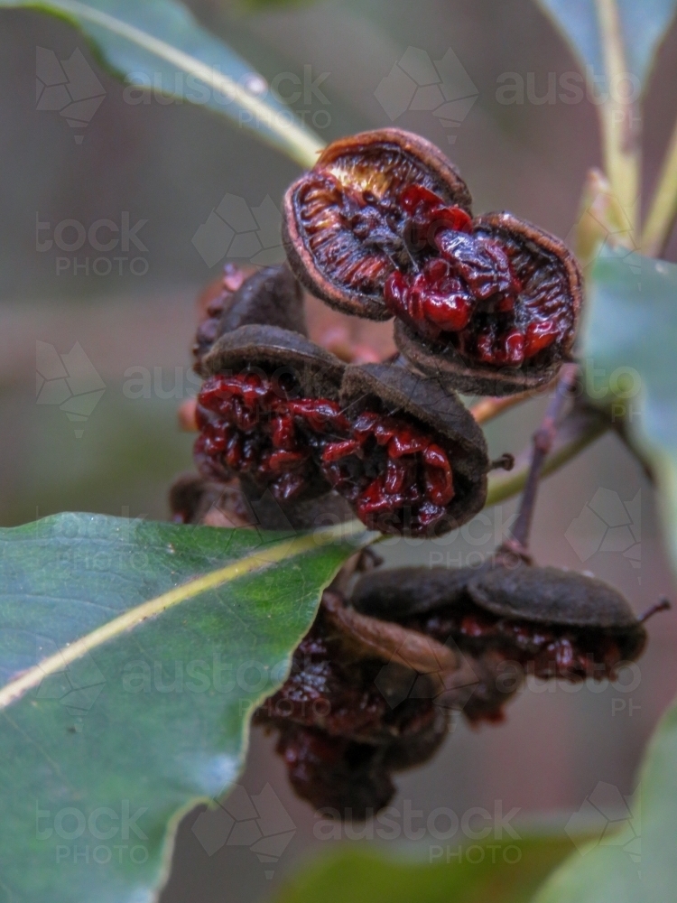 Wild Pittosporum fruit and red seeds ready to be eaten by birds and insects - Australian Stock Image