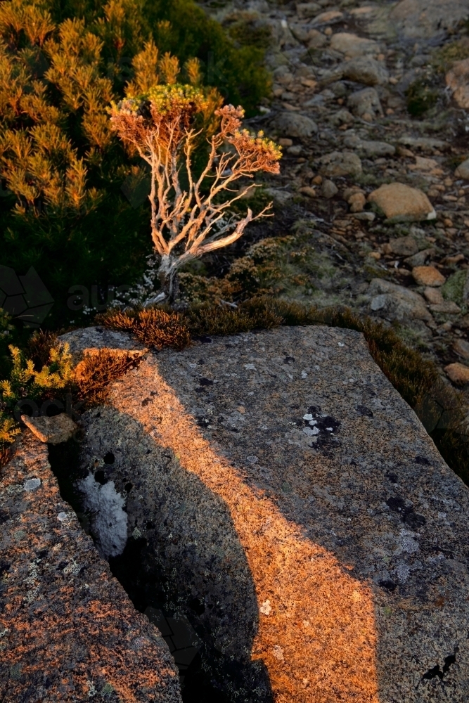 Plant and Rocks on Mount Wellington Summit - Australian Stock Image