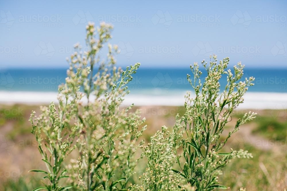 Plant blowing in breeze with beach behind - Australian Stock Image
