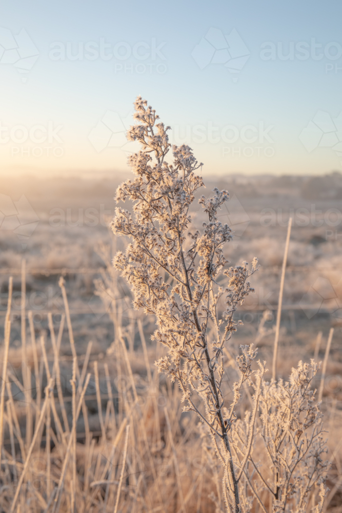 plant covered in frost crystals on a frosty morning in the country - Australian Stock Image