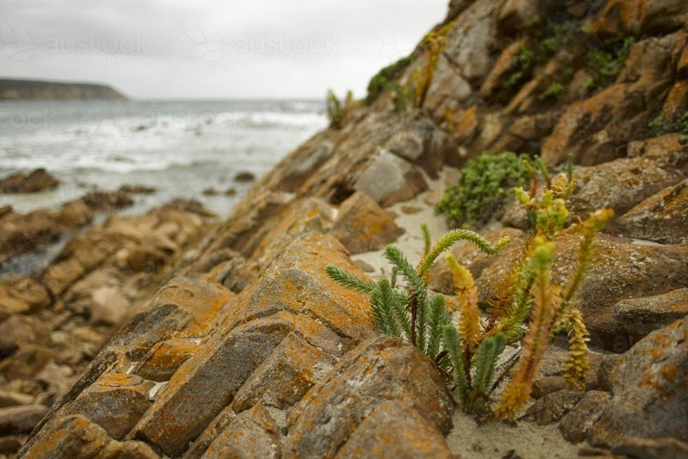 Image of Plant growing in rocks at the coast - Austockphoto