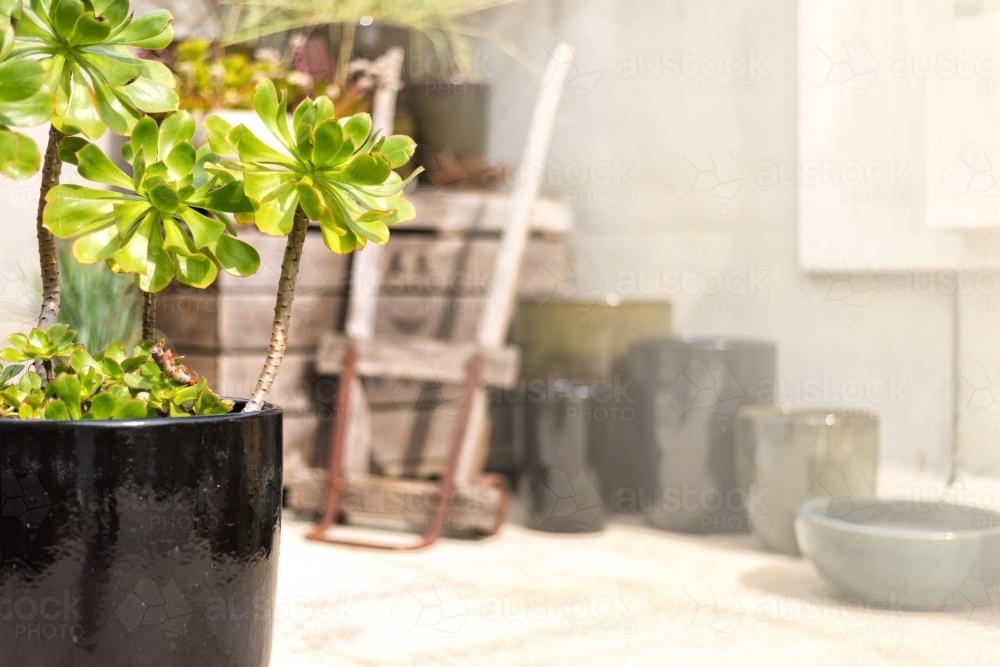 plant in a pot in a courtyard - Australian Stock Image