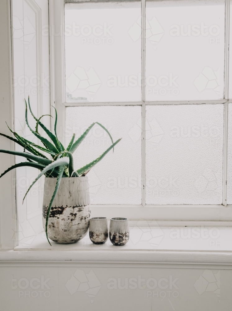 Plant on a window ledge. - Australian Stock Image