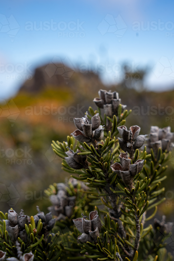 plant pod detail in Ben Lomond National Park - Australian Stock Image