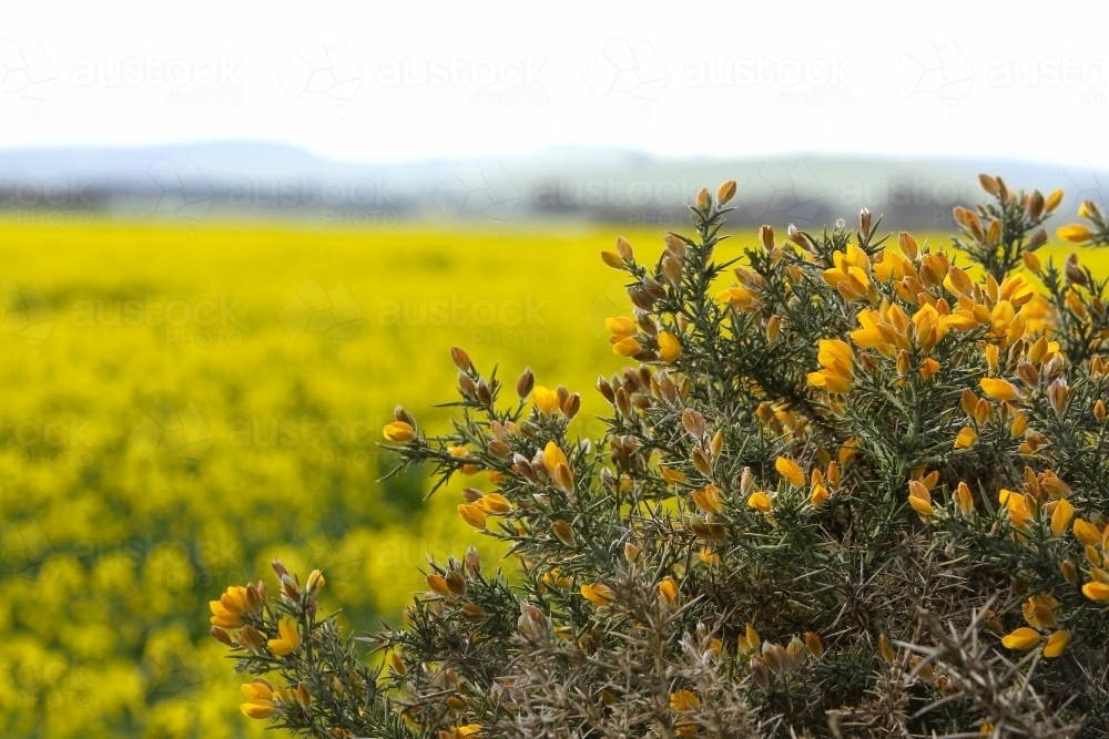 Plant with yellow flowers beside paddocks of canola in flower - Australian Stock Image