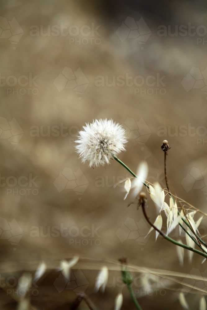 Plant you can blow seeds to make a wish - Australian Stock Image
