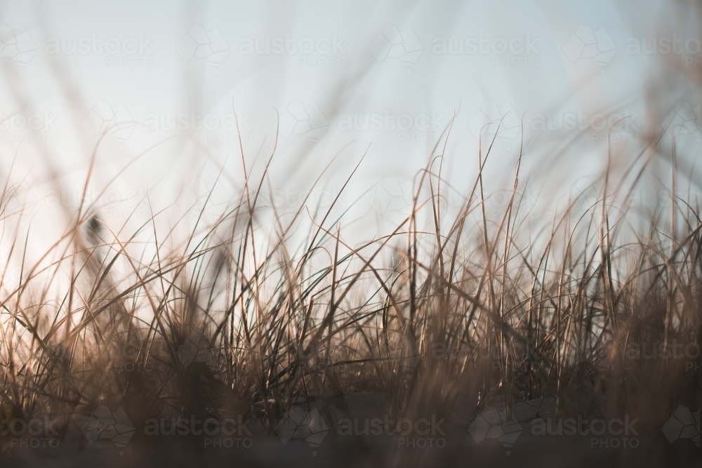 Plants amongst the dunes at Redhead beach - Australian Stock Image