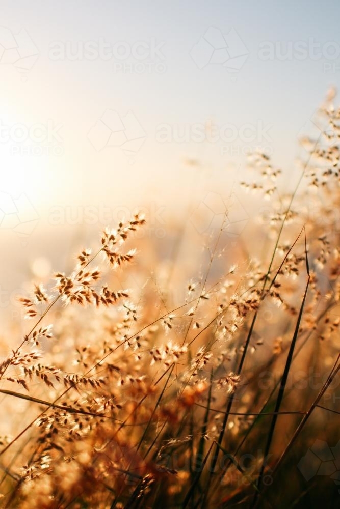 Plants and nature in morning light - Australian Stock Image