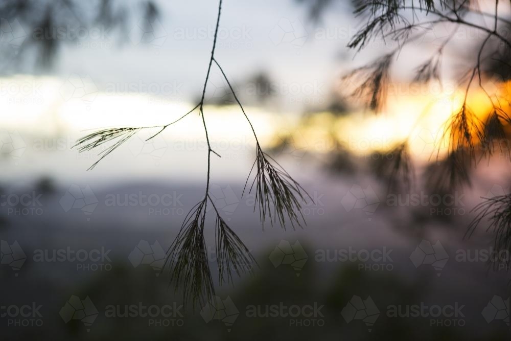 Plants by sunset - Australian Stock Image