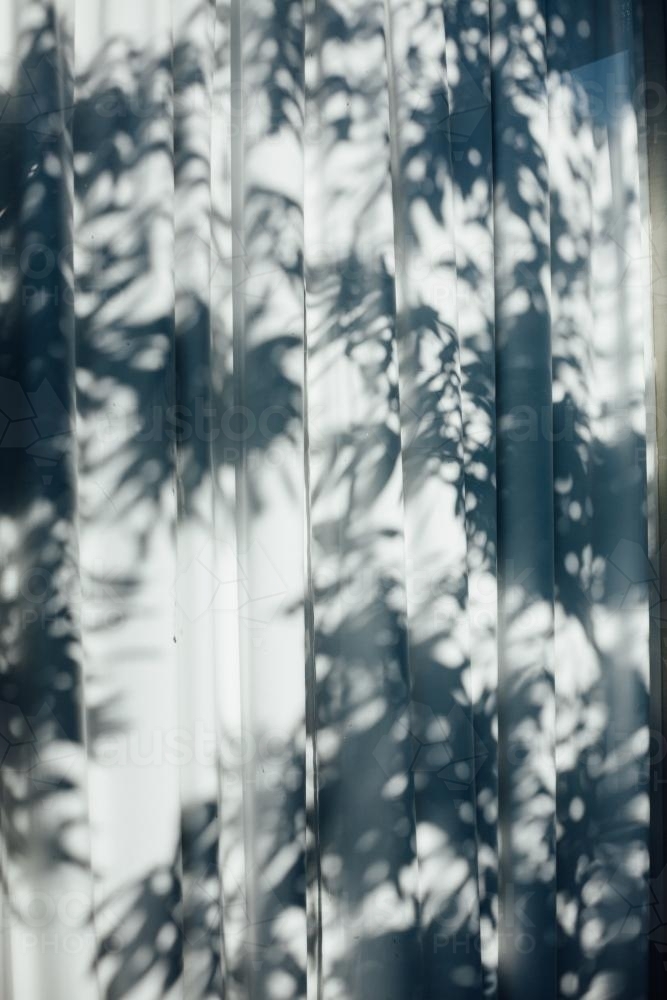 Plants casting shadows on curtain - Australian Stock Image