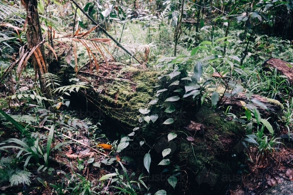 Plants, ferns and moss growing on a fallen log in Mossman Gorge - Australian Stock Image