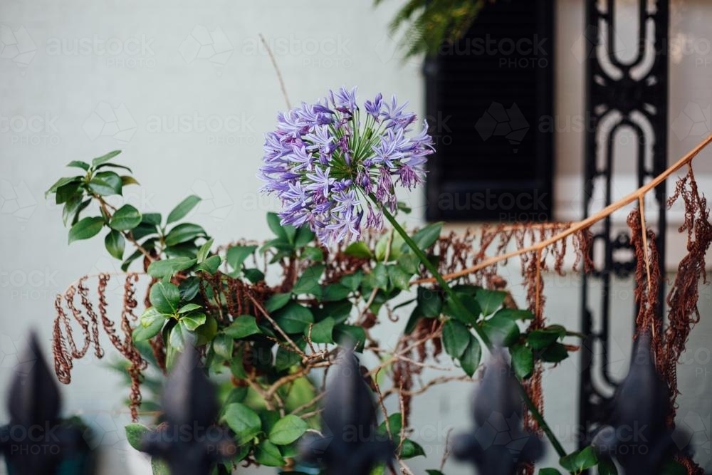 Plants growing in front of terrace house - Australian Stock Image