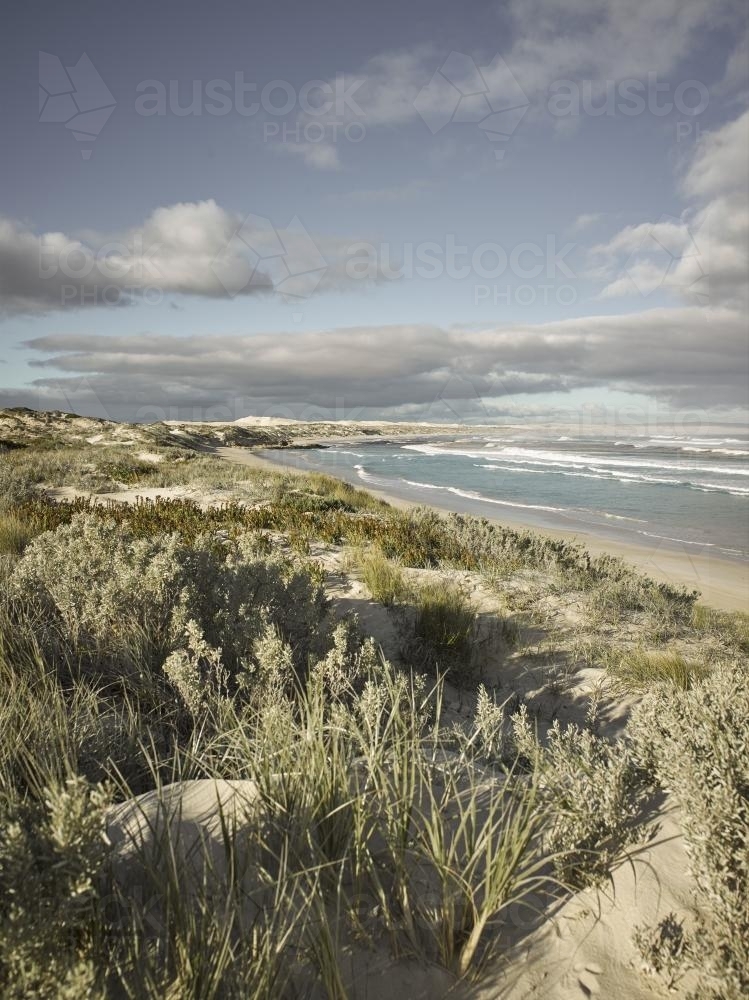 Plants growing in sand dunes beside remote beach - Australian Stock Image