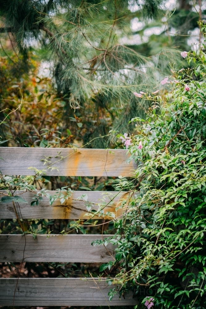 Plants growing over a fence - Australian Stock Image
