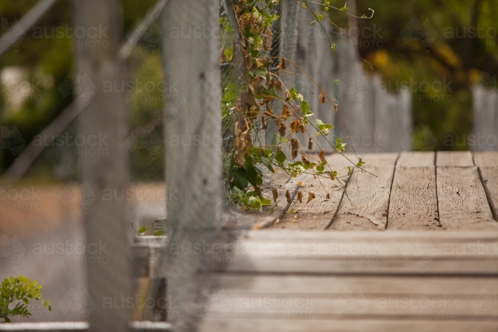 Plants growing over the side of Mitchell St Bridge - Australian Stock Image