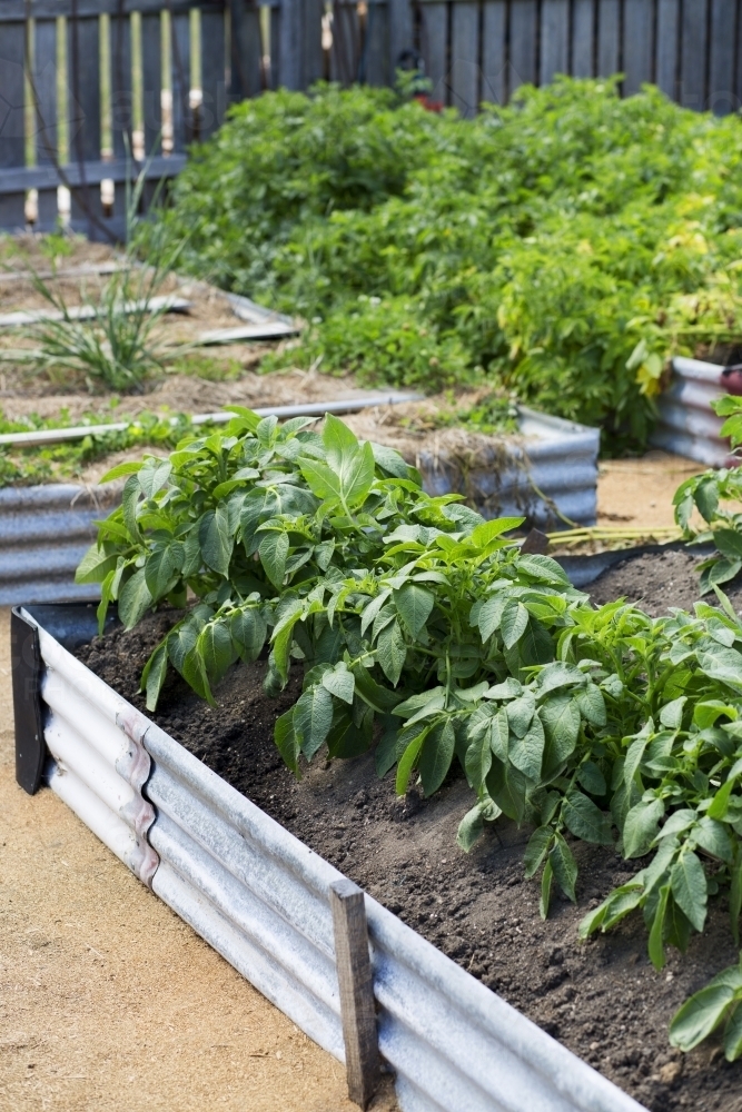Plants in a veggie patch - Australian Stock Image