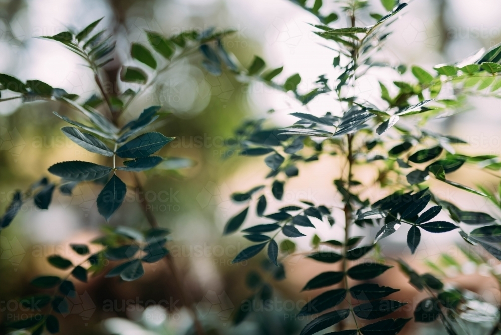 Plants in the garden - Australian Stock Image