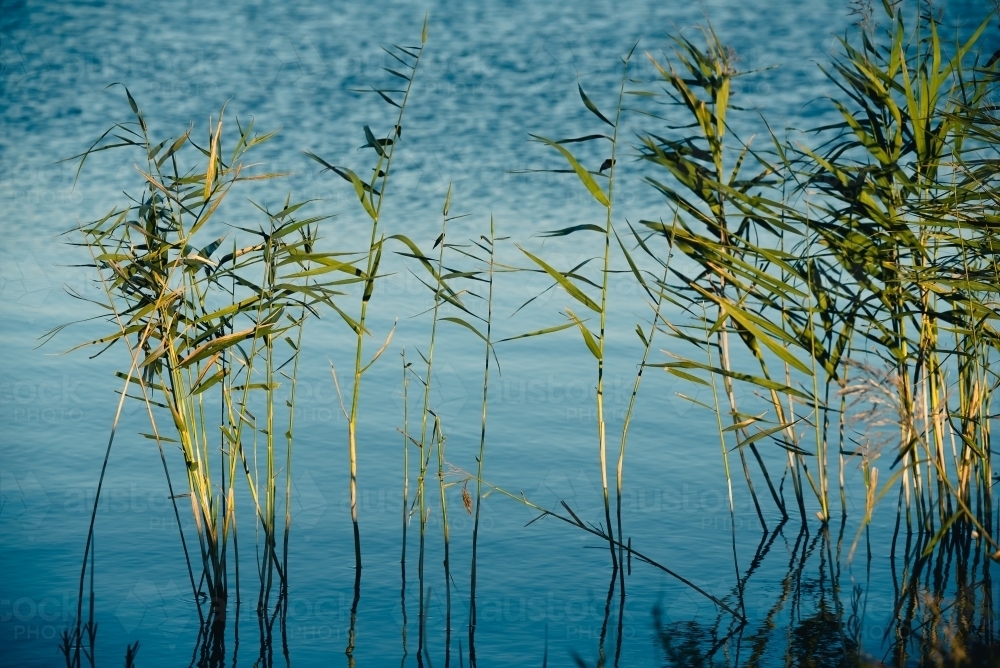 Plants in the water - Australian Stock Image