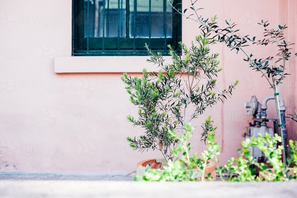 Plants outside pink home with bars on window - Australian Stock Image