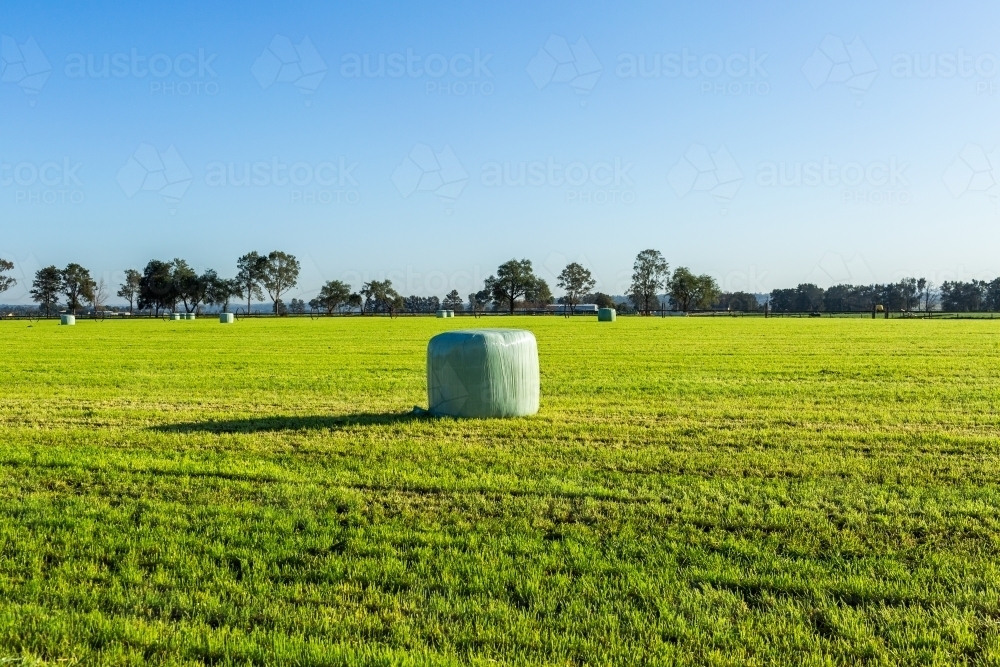 Plastic wrapped hay bale in paddock on sunlit morning - silage bales - Australian Stock Image
