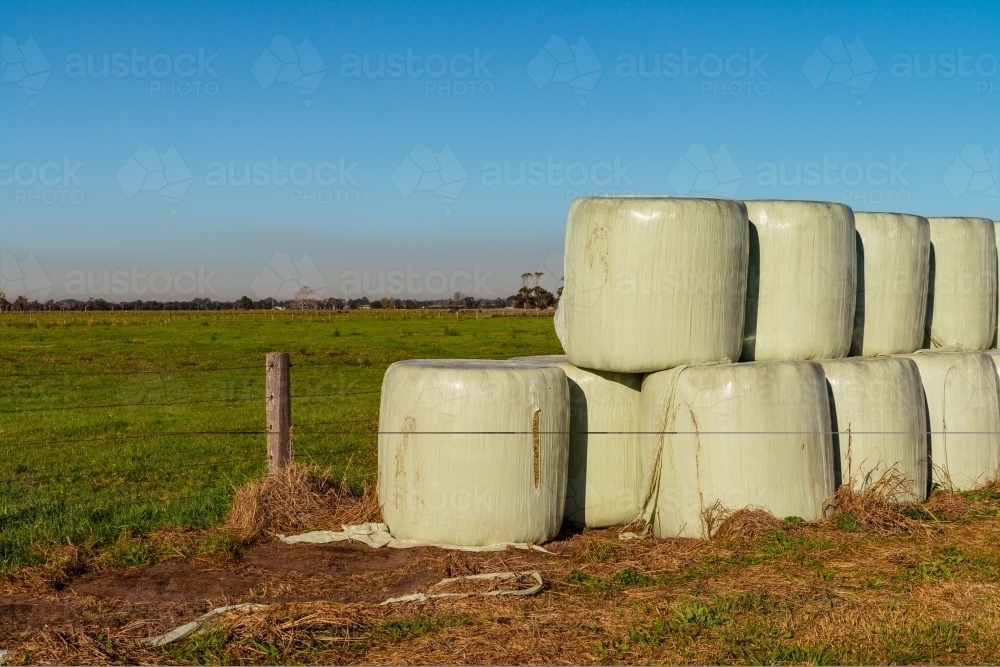 Image of plastic wrapped hay silage Austockphoto