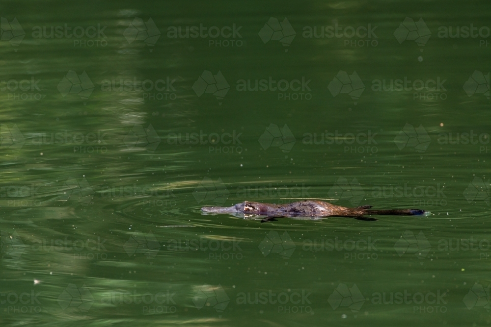 Platypus (Ornithorhynchus anatinus) floating in river - Australian Stock Image