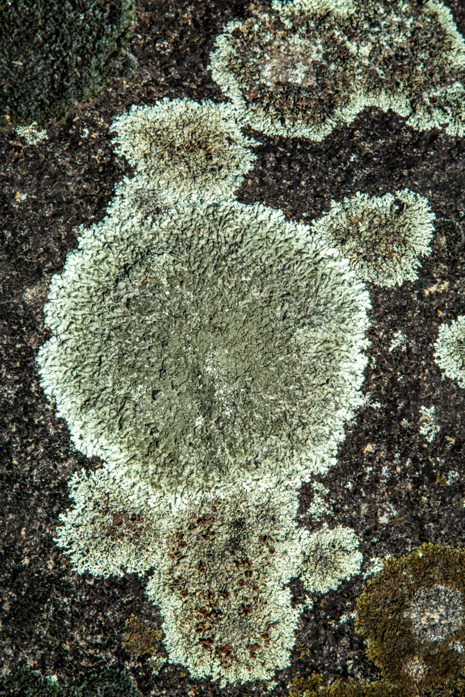 Platypus shaped lichen on granite boulders. - Australian Stock Image