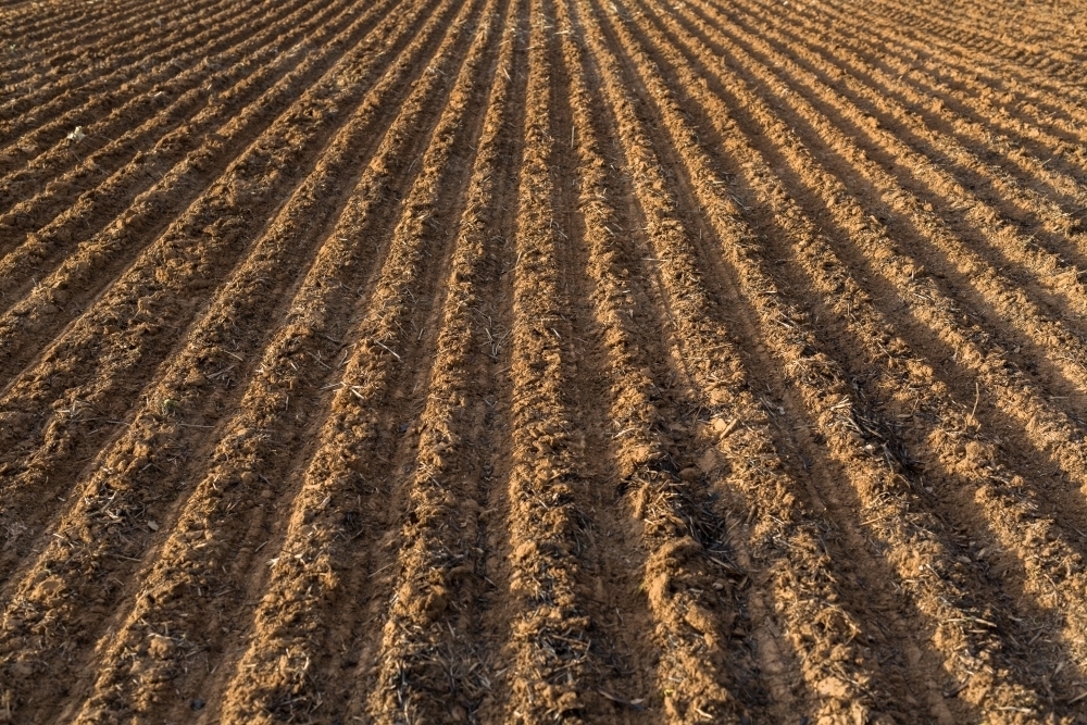 Ploughed paddock planted with canola seeds - Australian Stock Image