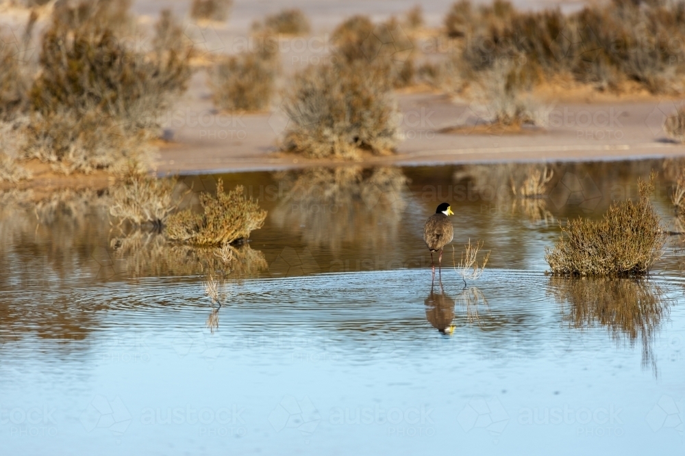 plover wading in shallow water - Australian Stock Image