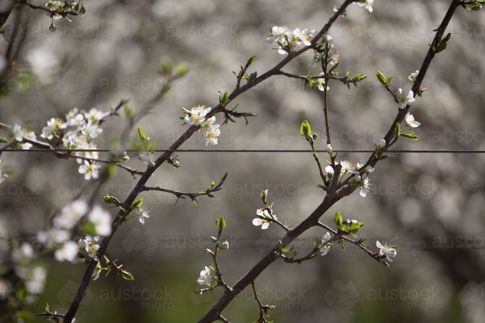 Image of Plum blossom on a trellis in an orchard Austockphoto