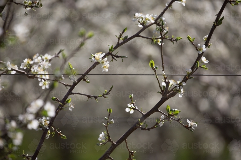Plum blossom on a trellis in an orchard - Australian Stock Image