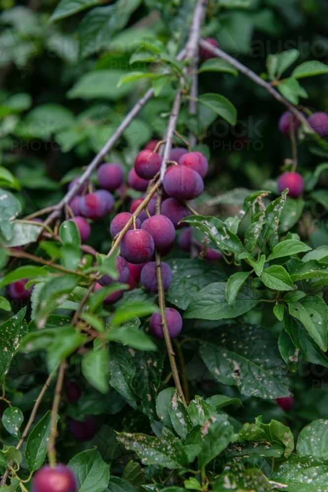 plums on a tree in the backyard - Australian Stock Image