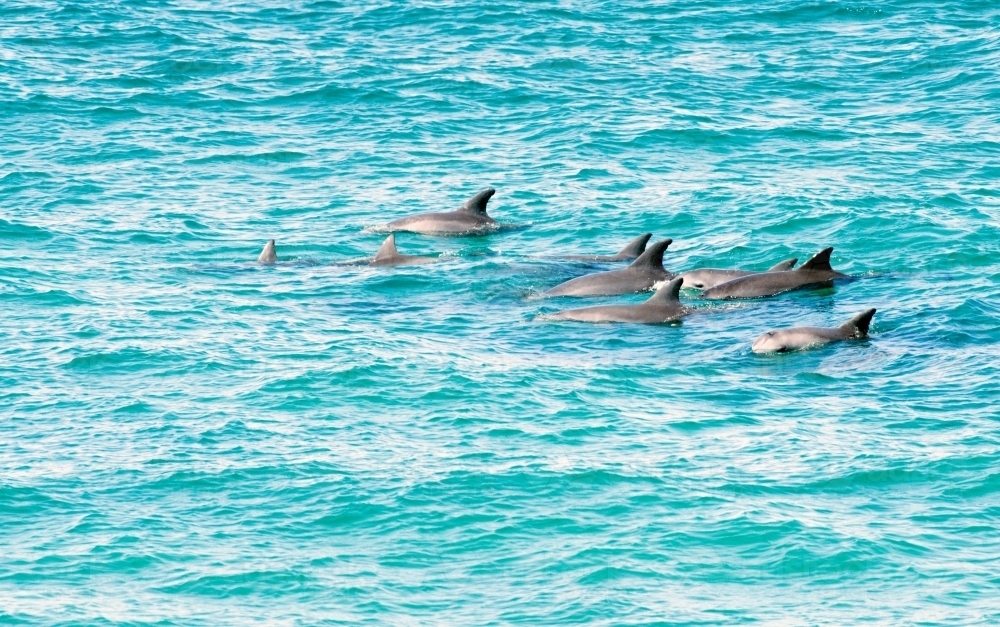 Pod of dolphins in the sea - Australian Stock Image
