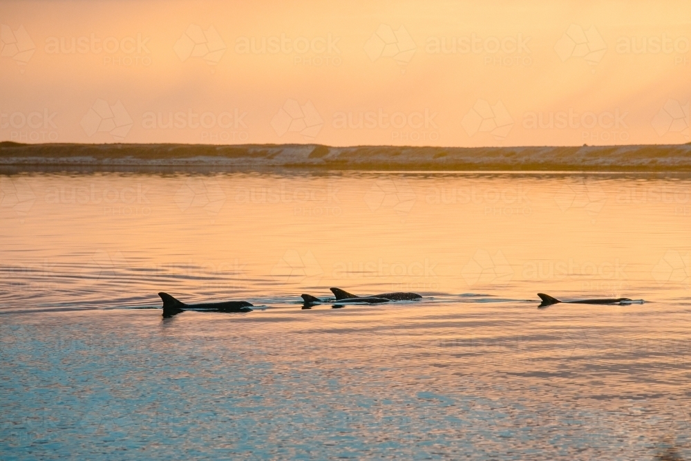 Pod of dolphins swimming in calm ocean with patterns and textures at sunrise - Australian Stock Image
