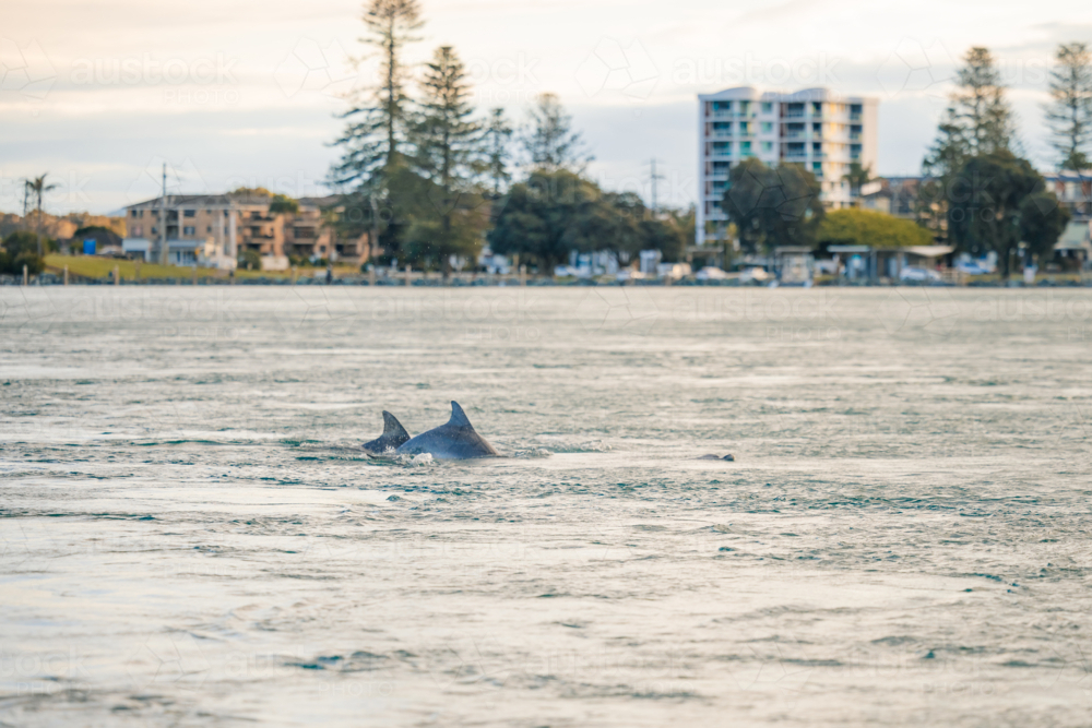 Pod of dolphins swimming in the Coolongolook River between Forster and Tuncurry - Australian Stock Image