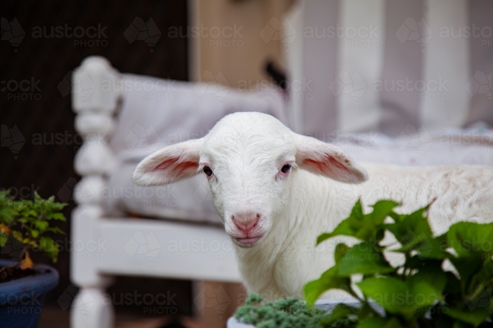 Image of poddy lamb near front doorstep of rural country home
