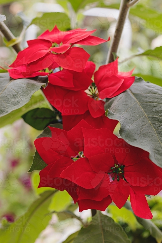 Poinsettia plant in garden - Australian Stock Image