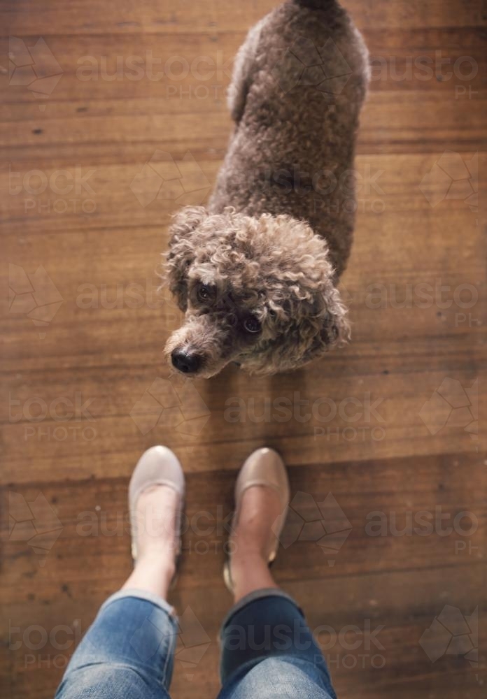 Point of view overhead of toy poodle and ballet flats - Australian Stock Image