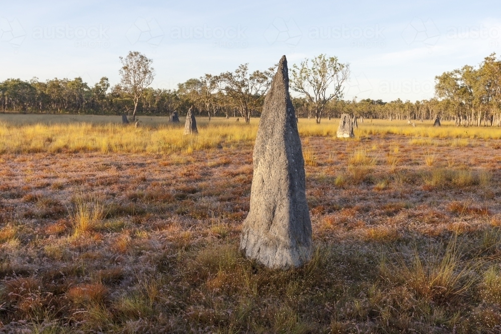 Pointed grey termite mounds in the Northern Territory outback - Australian Stock Image
