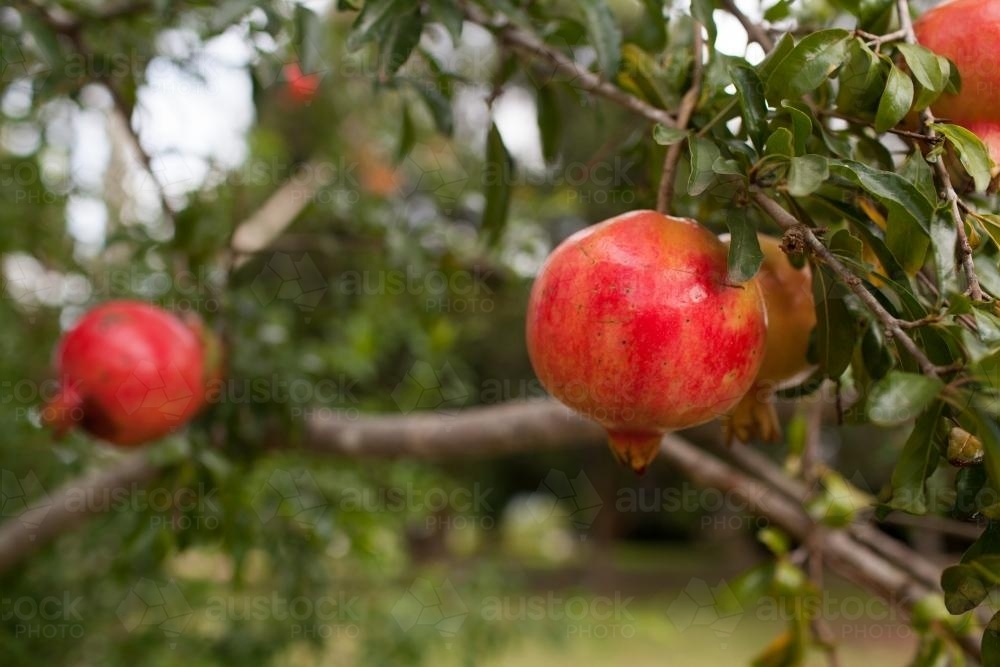 Image of Pomegranate trees - Austockphoto