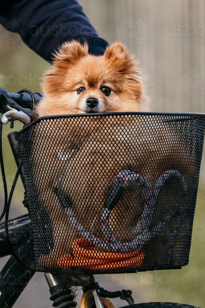 Pomeranian dog riding in a bike basket. - Australian Stock Image